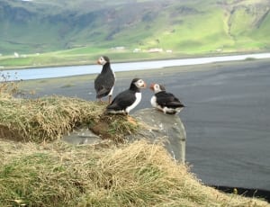 three black and white short beak ducks on top of white stone thumbnail