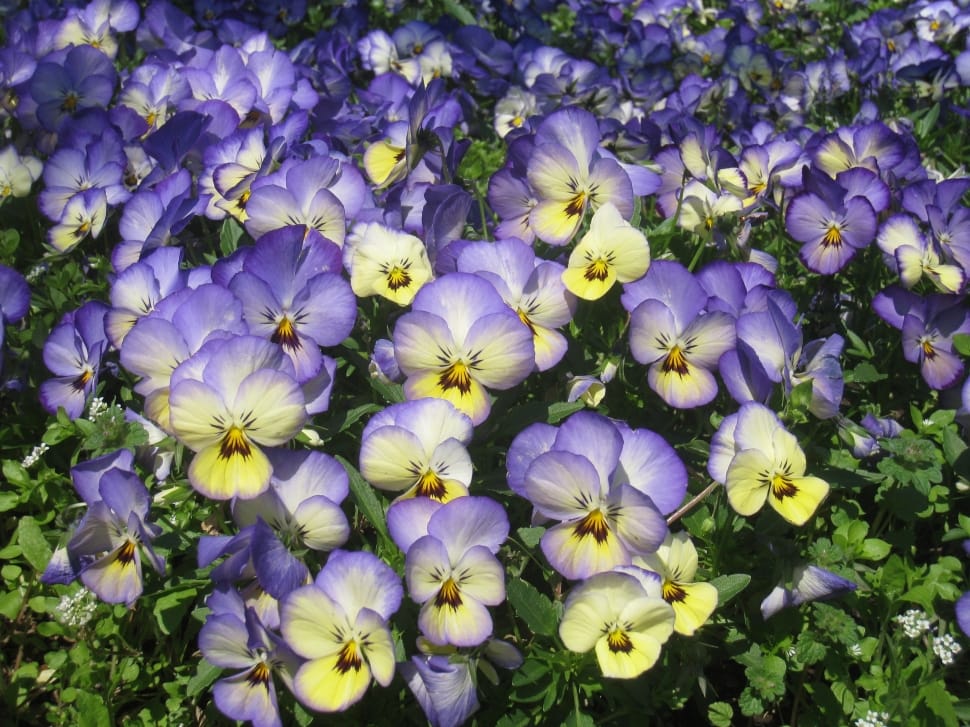 white purple yellow multi petaled flowers preview