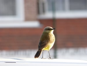 brown and yellow sparrow thumbnail