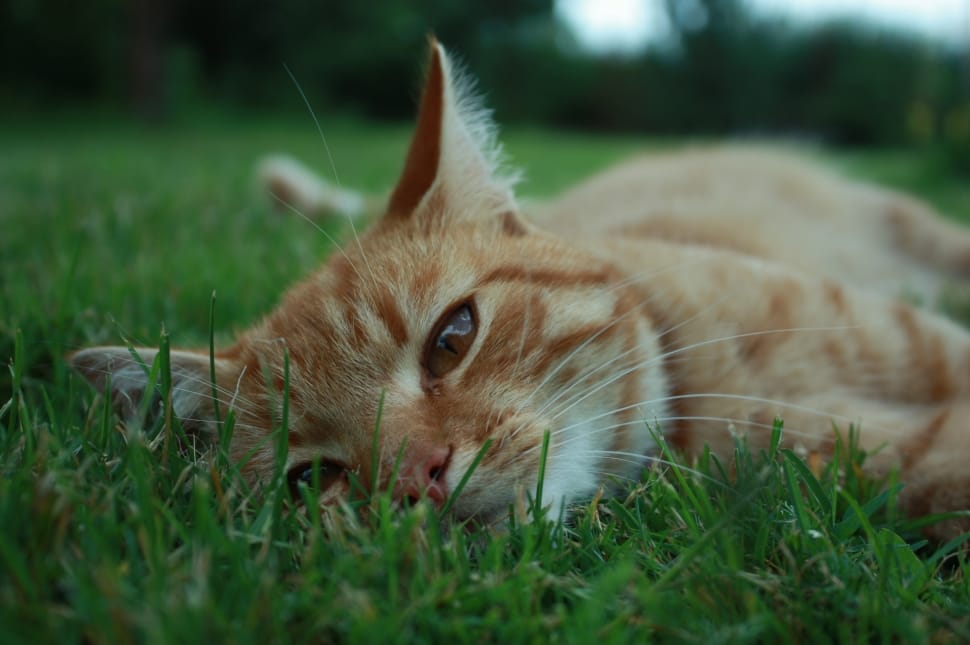 tabby cat on green grass field preview