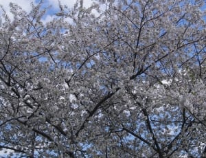 white flowering tree thumbnail