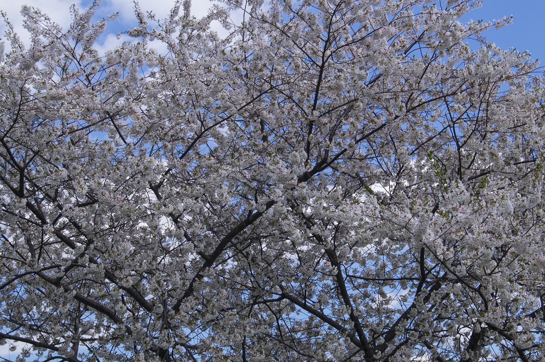 white flowering tree