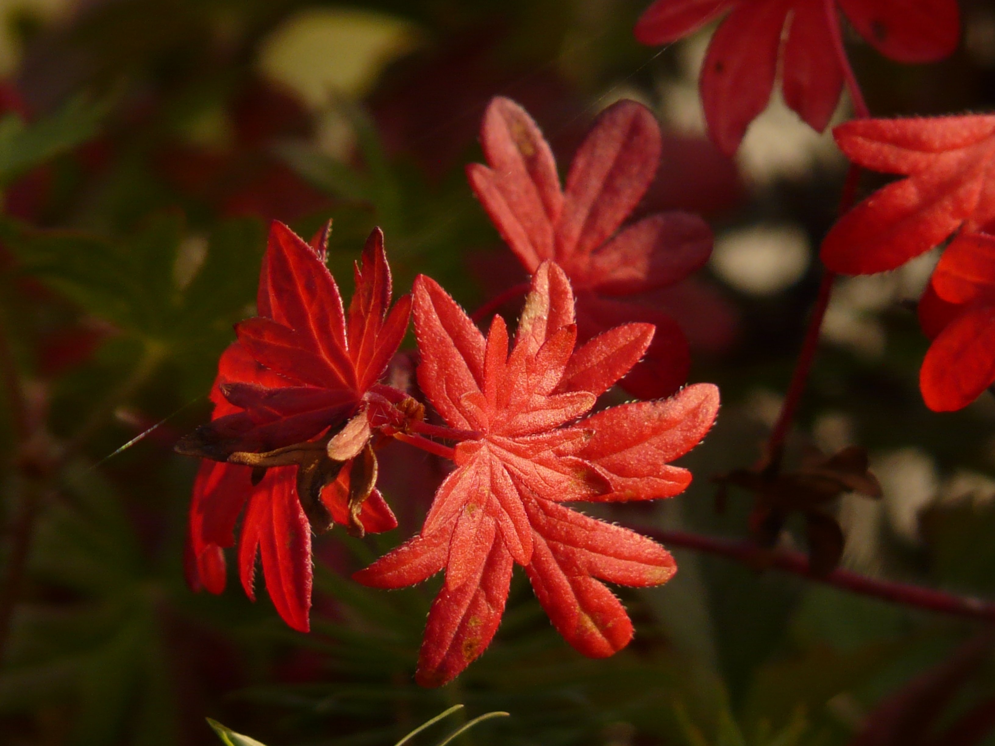 red leafed plant