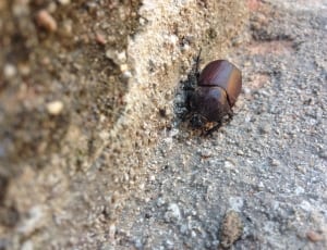 brown june beetle thumbnail