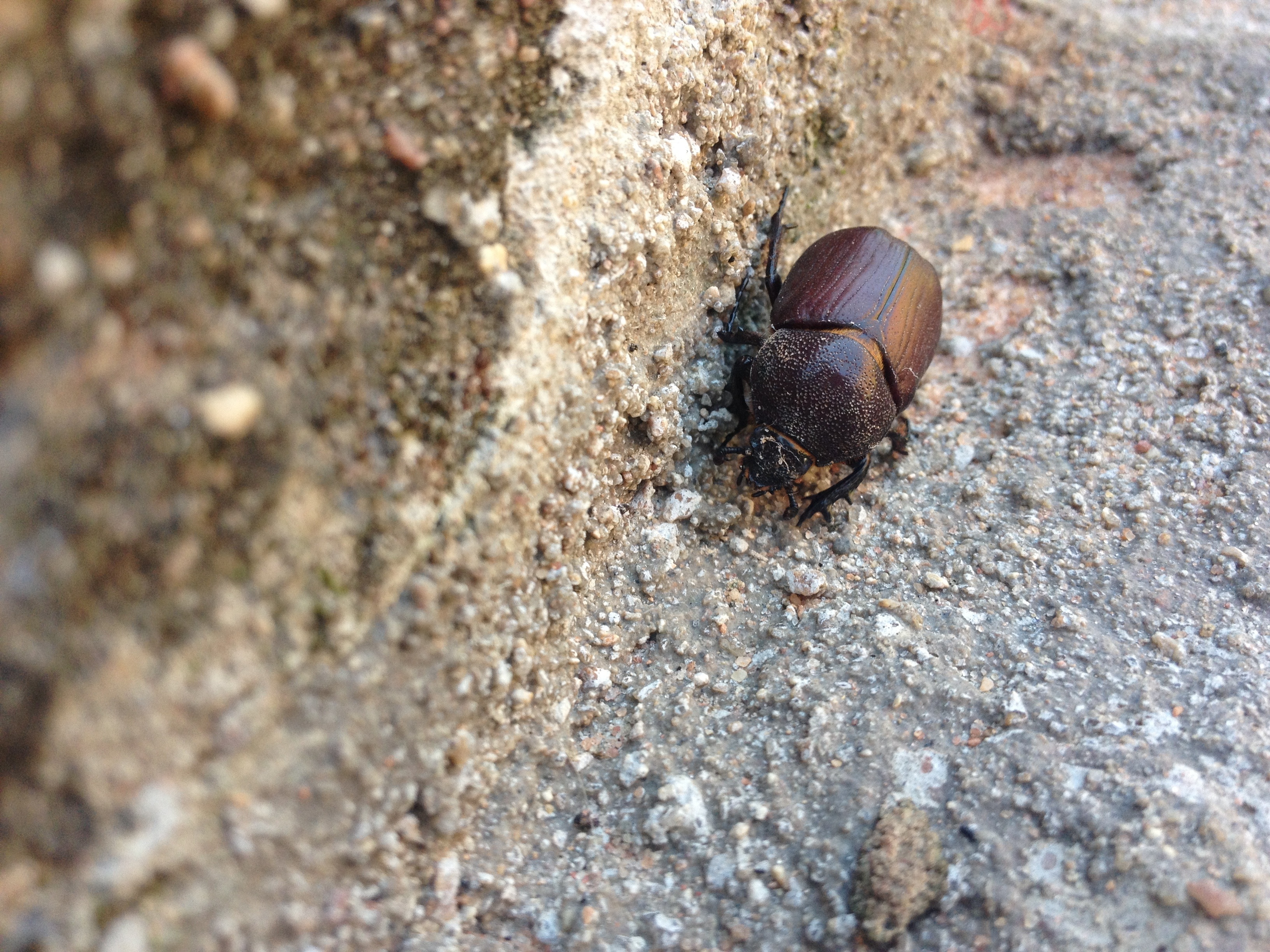 brown june beetle