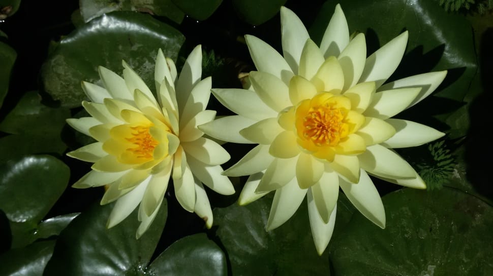 two white water lilies preview