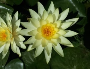 two white water lilies thumbnail