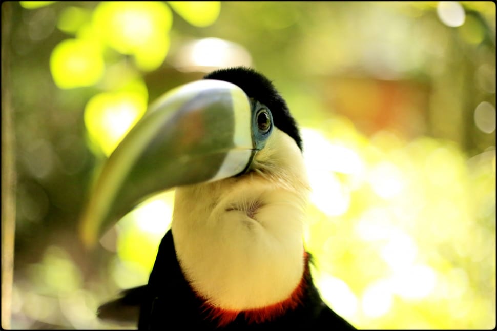toucan bird preview