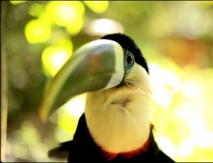 toucan bird thumbnail