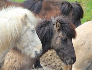 3 brown and white horses thumbnail