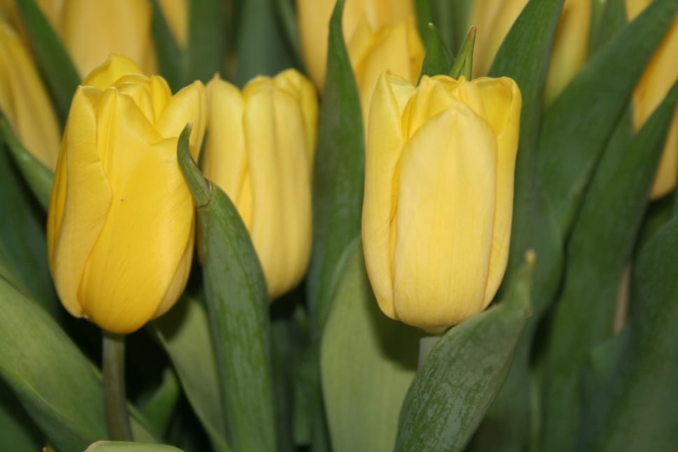 yellow tulip flower preview