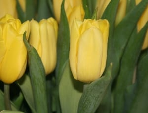 yellow tulip flower thumbnail