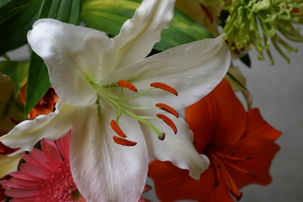 white lilies with red stigmas preview