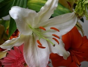 white lilies with red stigmas thumbnail