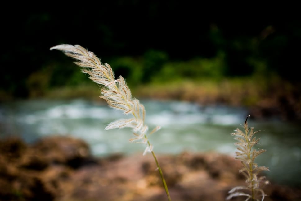 white feather grass preview