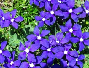 purple petaled flowers thumbnail