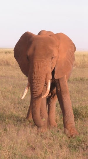 brown elephant standing on grass ground during daytime thumbnail
