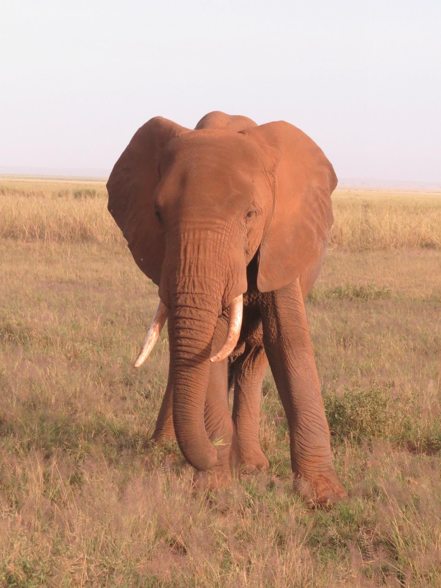 brown elephant standing on grass ground during daytime