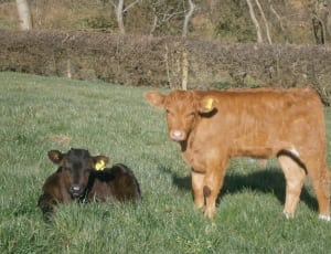 1 brown and 1 orange cow thumbnail