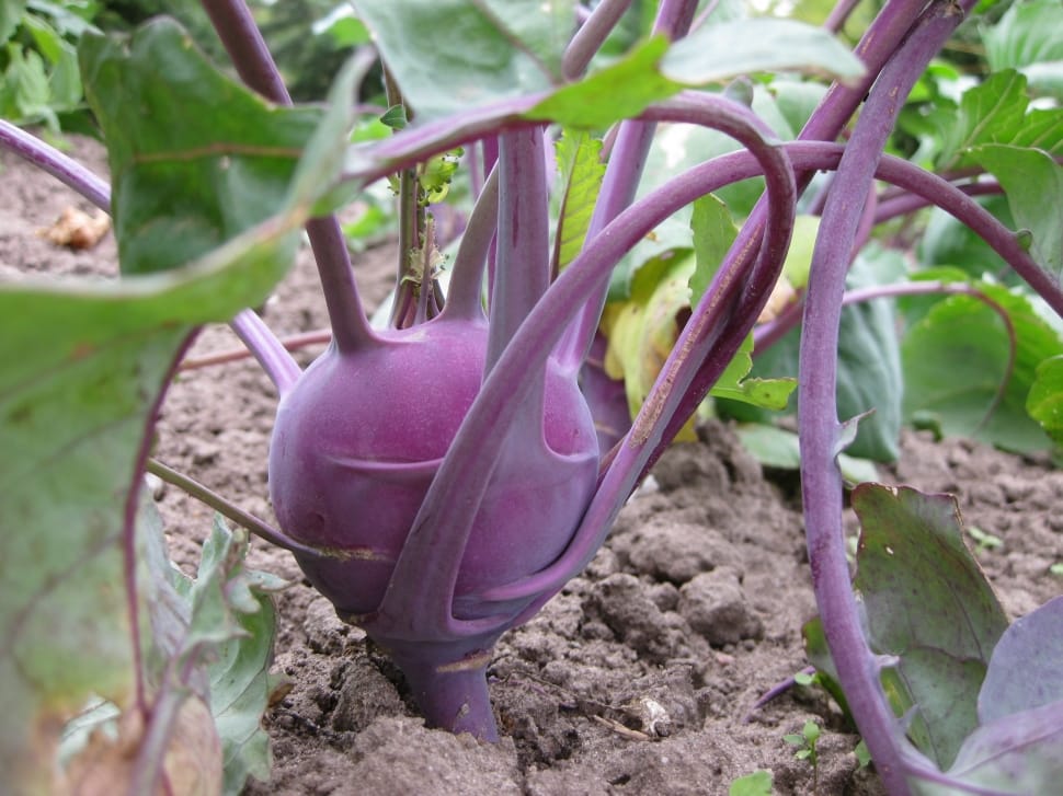 purple turnip preview