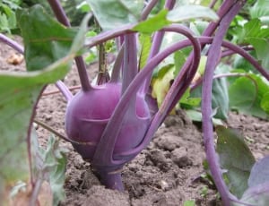 purple turnip thumbnail