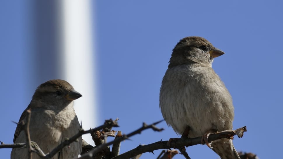 white and brown bird preview