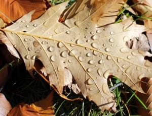 bailey dried leaf thumbnail
