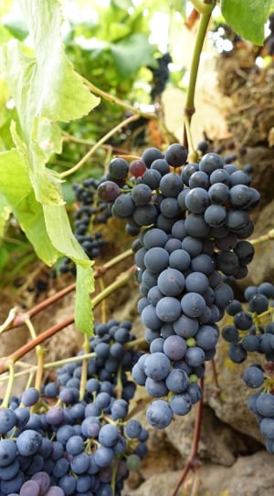 grape fruits thumbnail