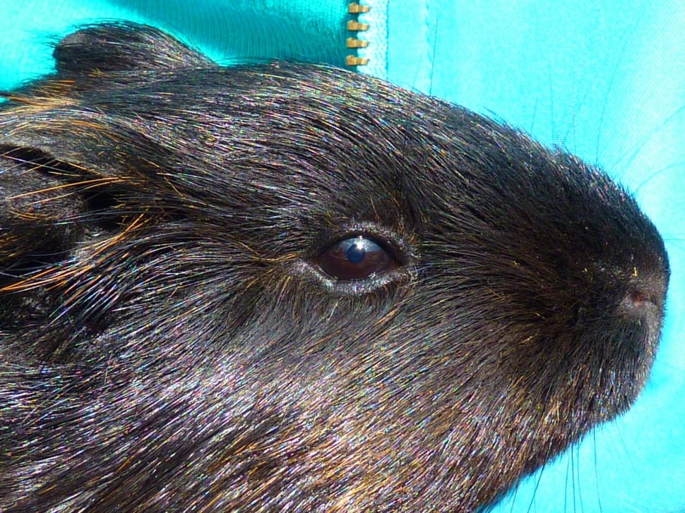 black and brown rodent preview