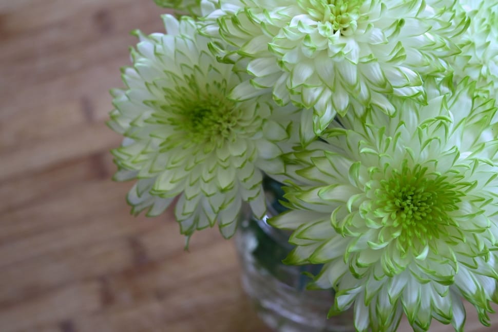 white and green chrysanthemum flower preview