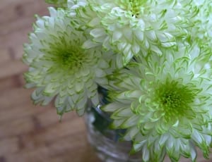 white and green chrysanthemum flower thumbnail