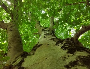 low angle photography of green leaf tree thumbnail