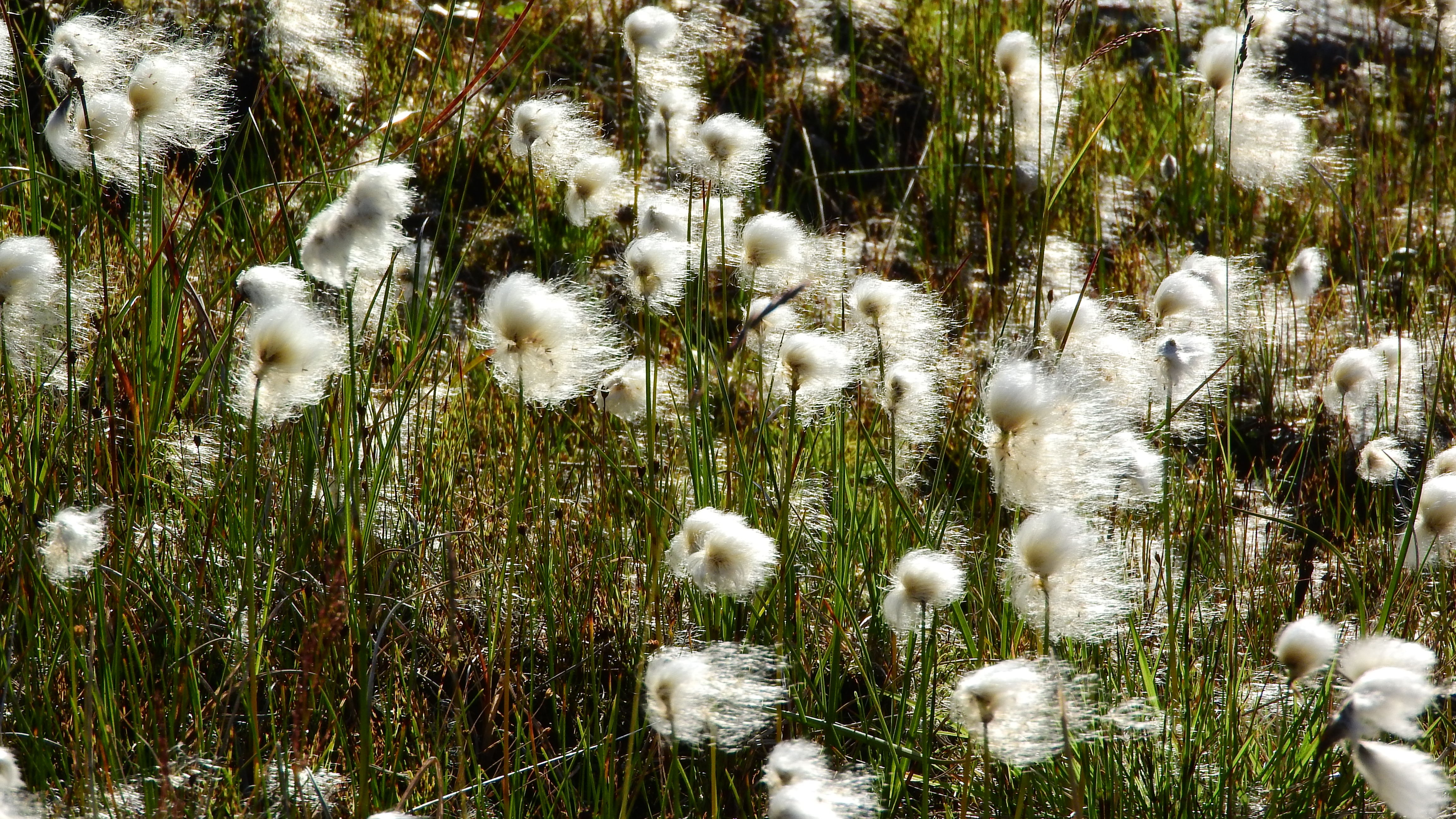 white dandelion lot
