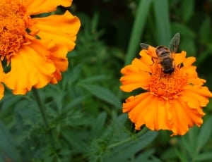 orange petaled flower and bee thumbnail