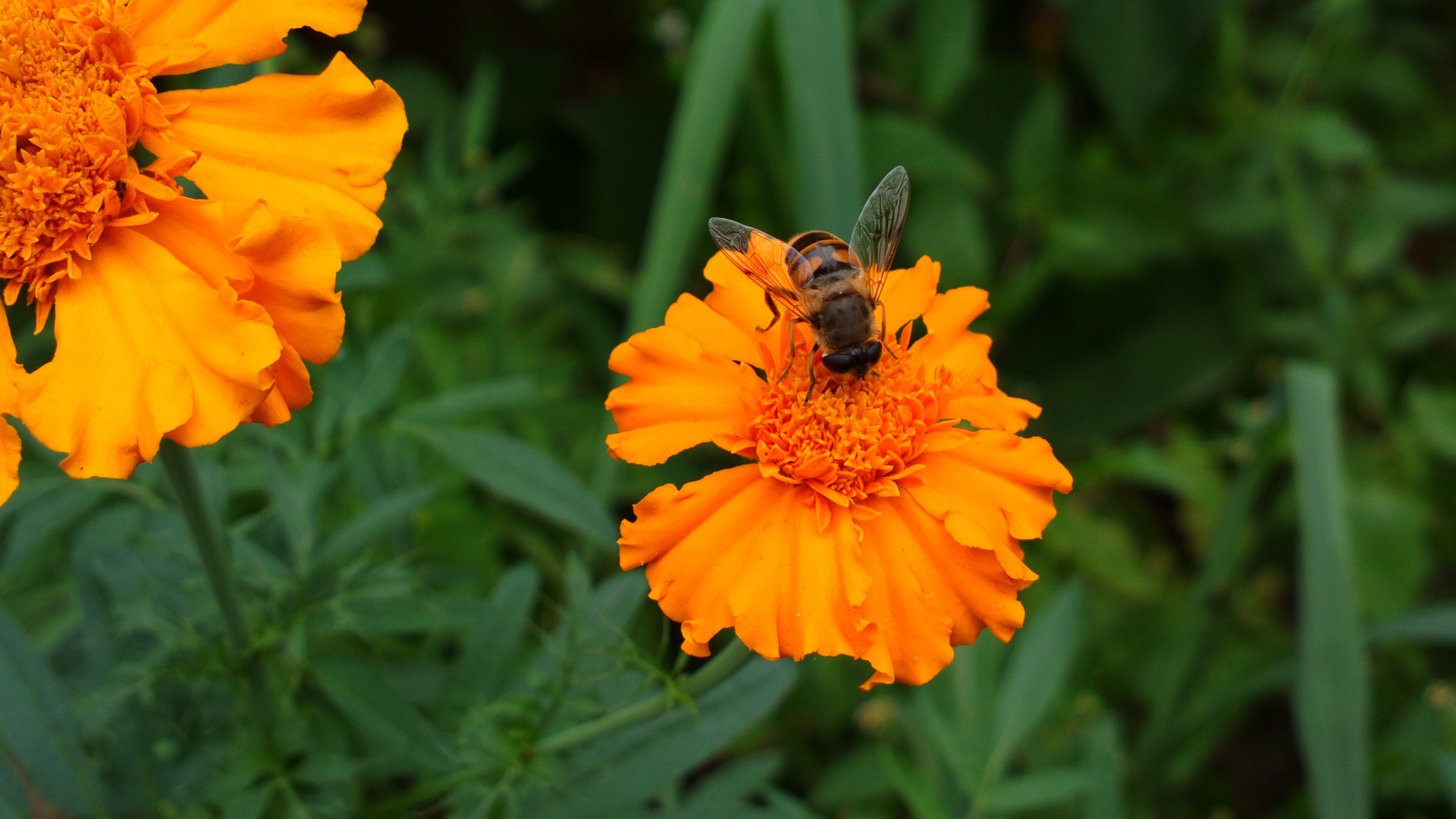 orange petaled flower and bee