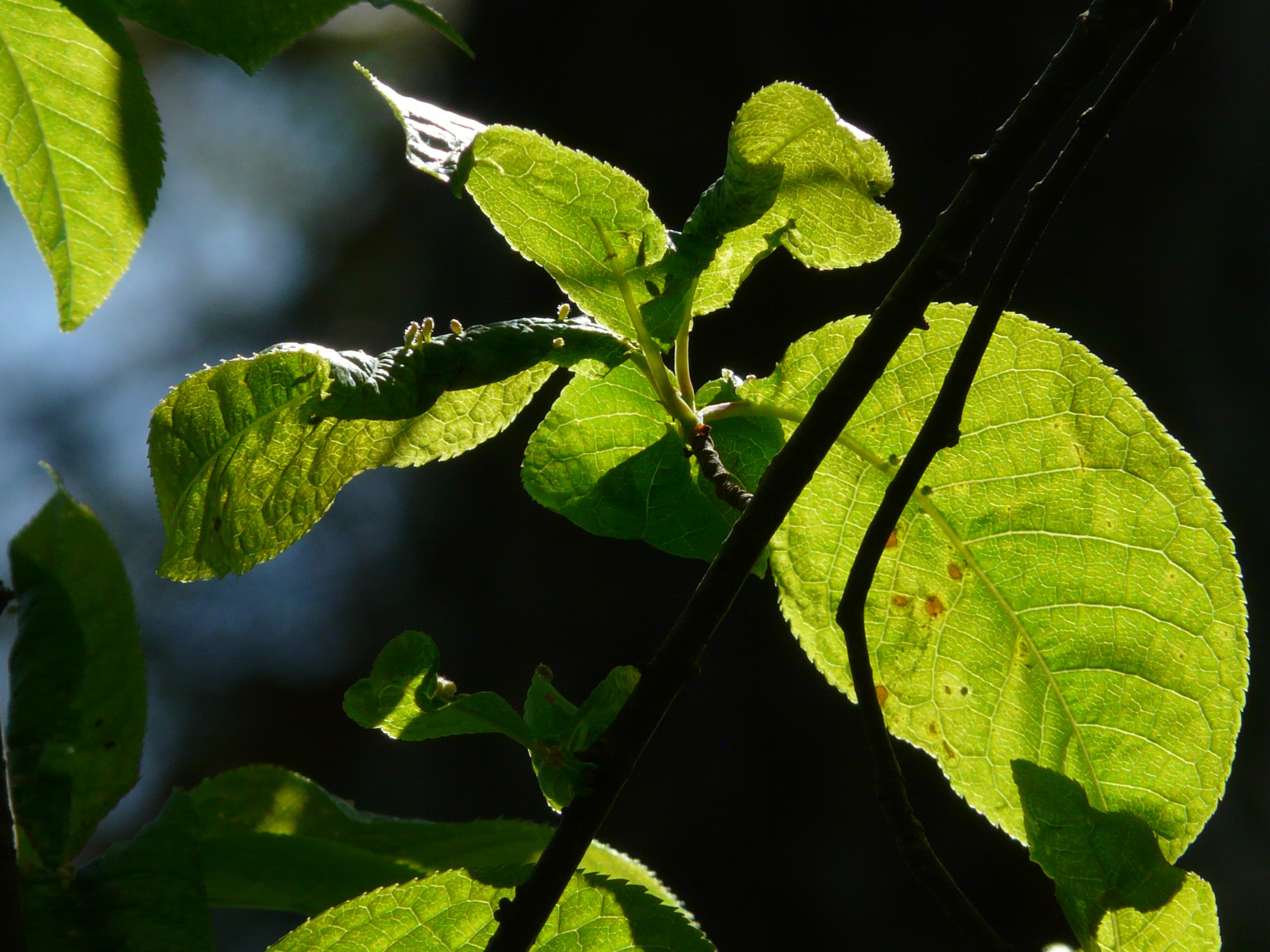 green leaf plant