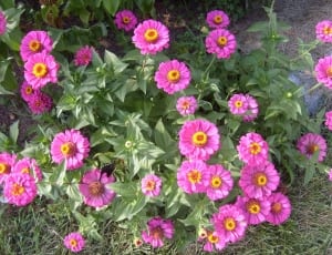 pink and yellow daisy flowers thumbnail