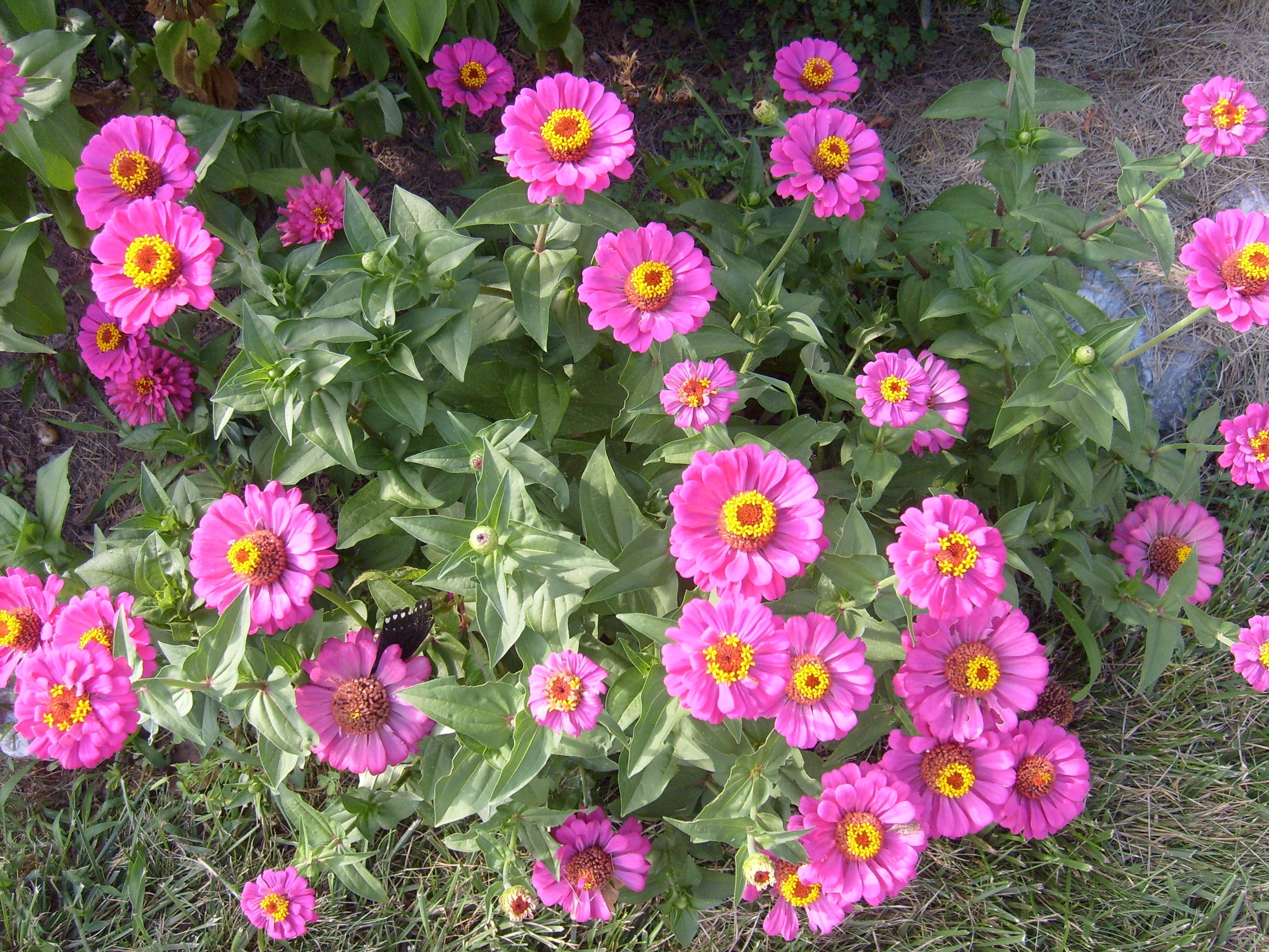 pink and yellow daisy flowers