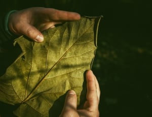 person holding a green leaf during daytime thumbnail