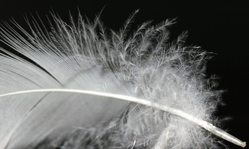 white feather preview