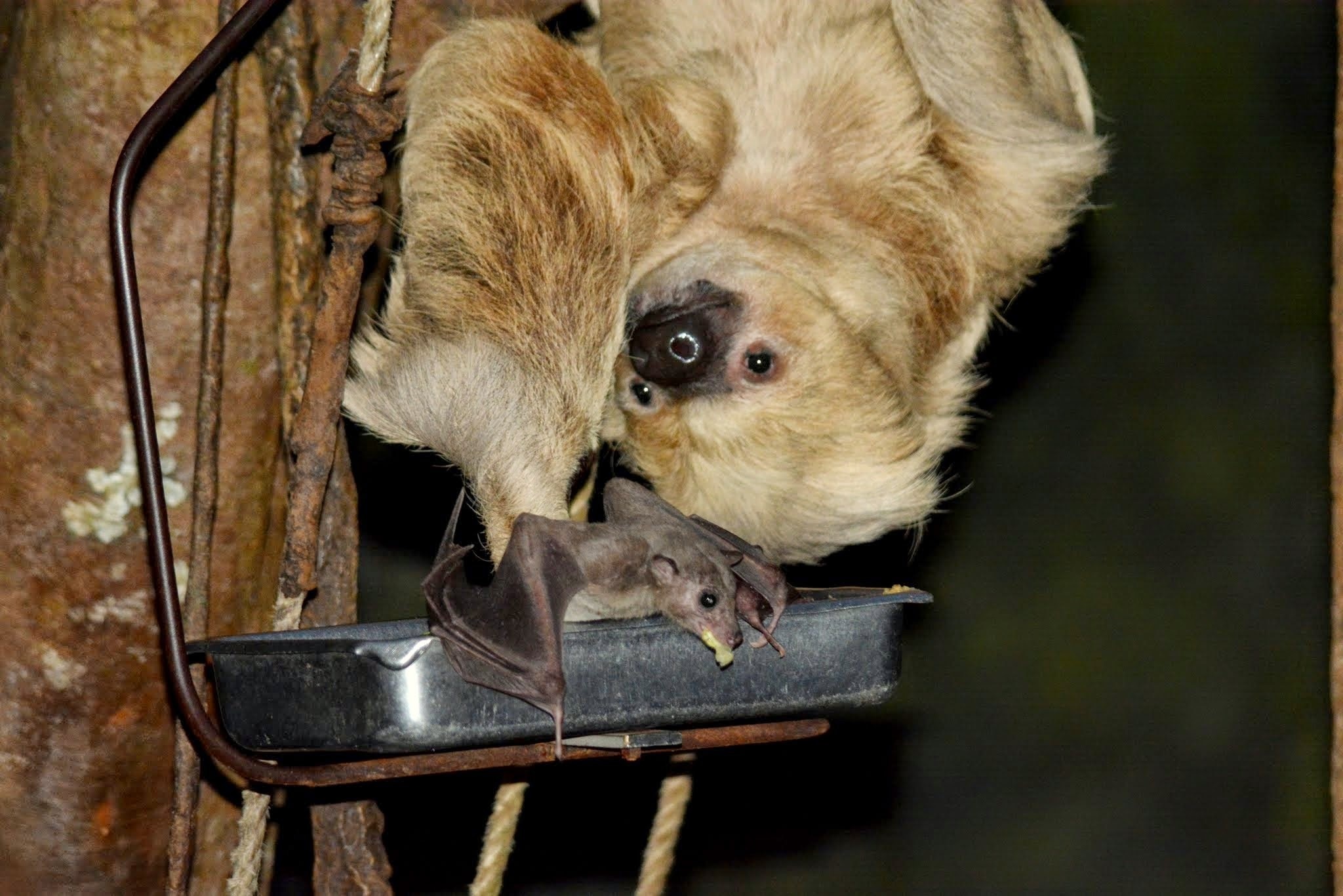 sloth and bat