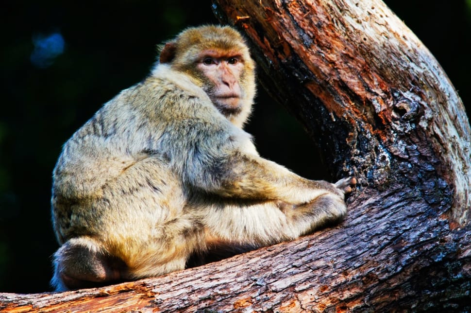tan black and gray monkey preview