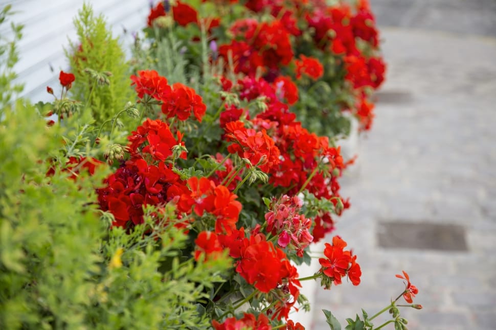 red petaled flower lot preview