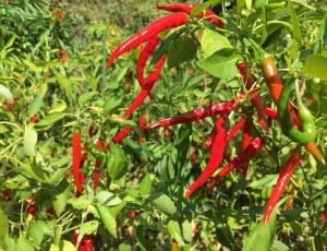 red and green chili thumbnail