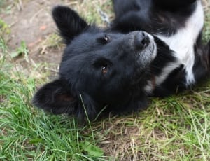 black and white haired dog thumbnail