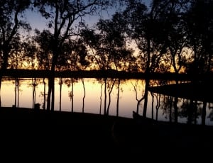trees by water photo thumbnail