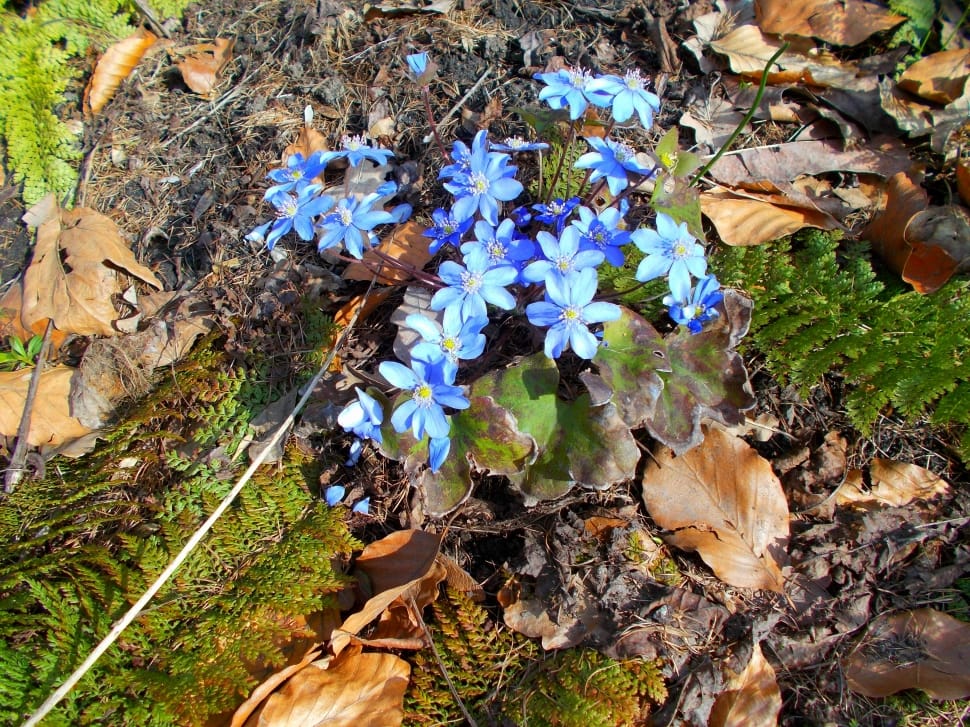 blue petaled flower and brown leaf plant preview