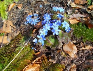 blue petaled flower and brown leaf plant thumbnail