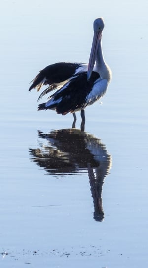 black and white pelican thumbnail