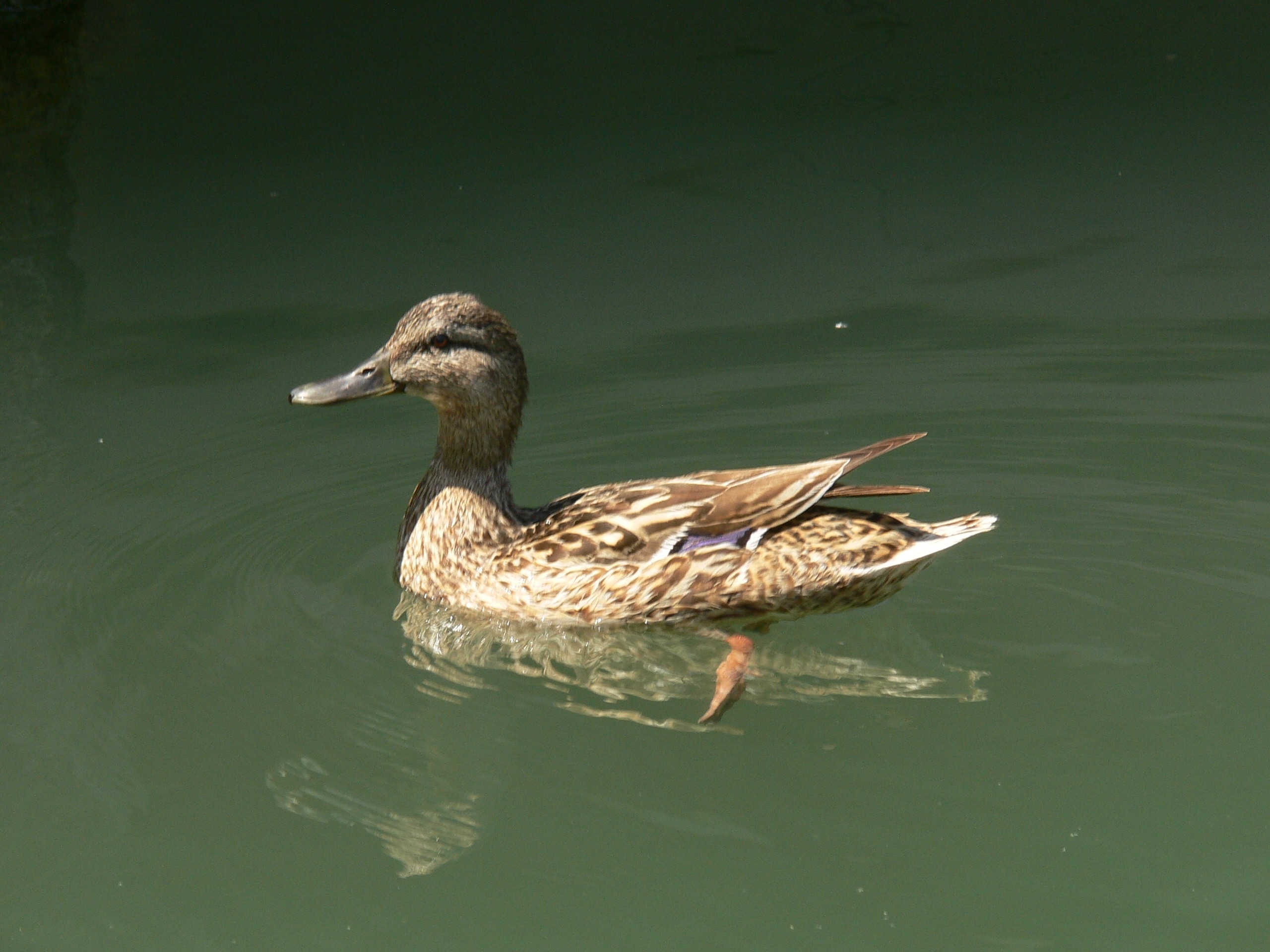 brown and white duck